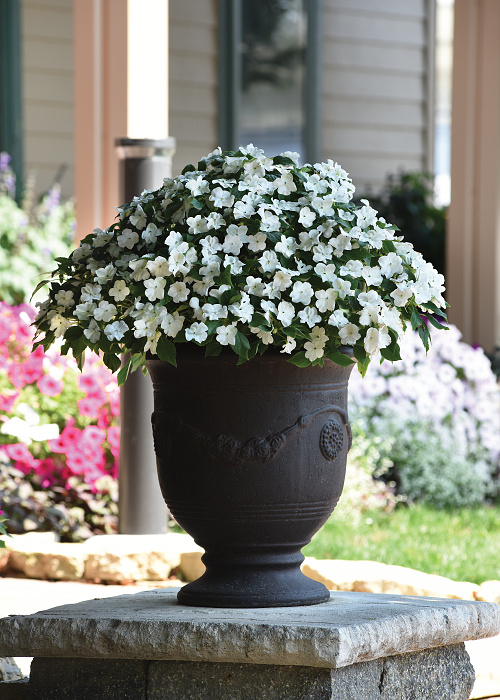 Impatiens walleriana Beacon White 1000 semien